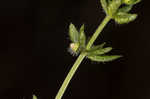 Piedmont bedstraw